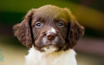 Socialising your Spaniel puppy in a socially distant world