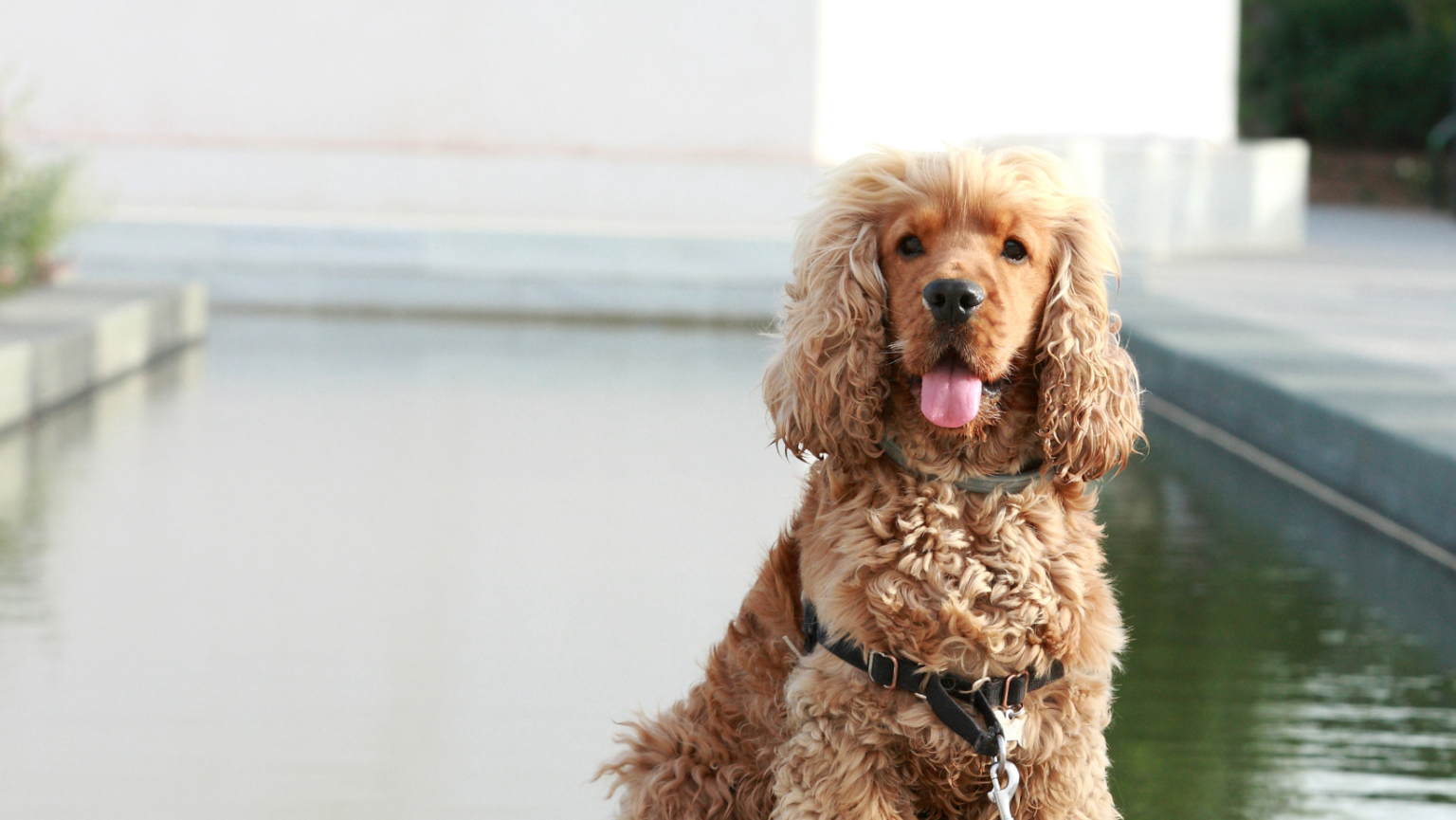 Why does my Spaniel drag me around on walks? The Spaniel Guru