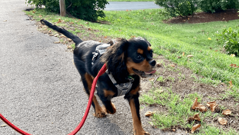 Why does my Spaniel drag me around on walks? The Spaniel Guru