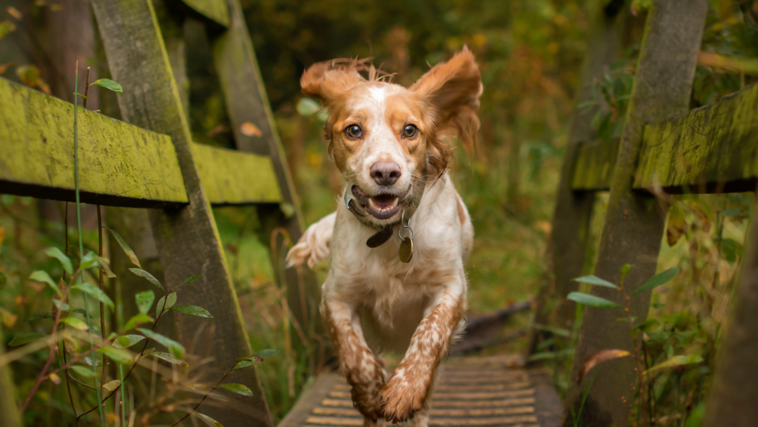Why does my Spaniel drag me around on walks? The Spaniel Guru