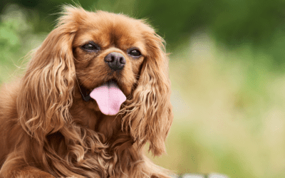 How using an online membership can train your Spaniel