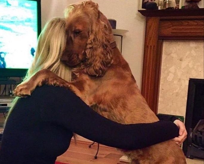 coping with the loss of your Spaniel best friend